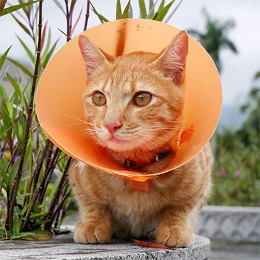 orange-cat-in-cone