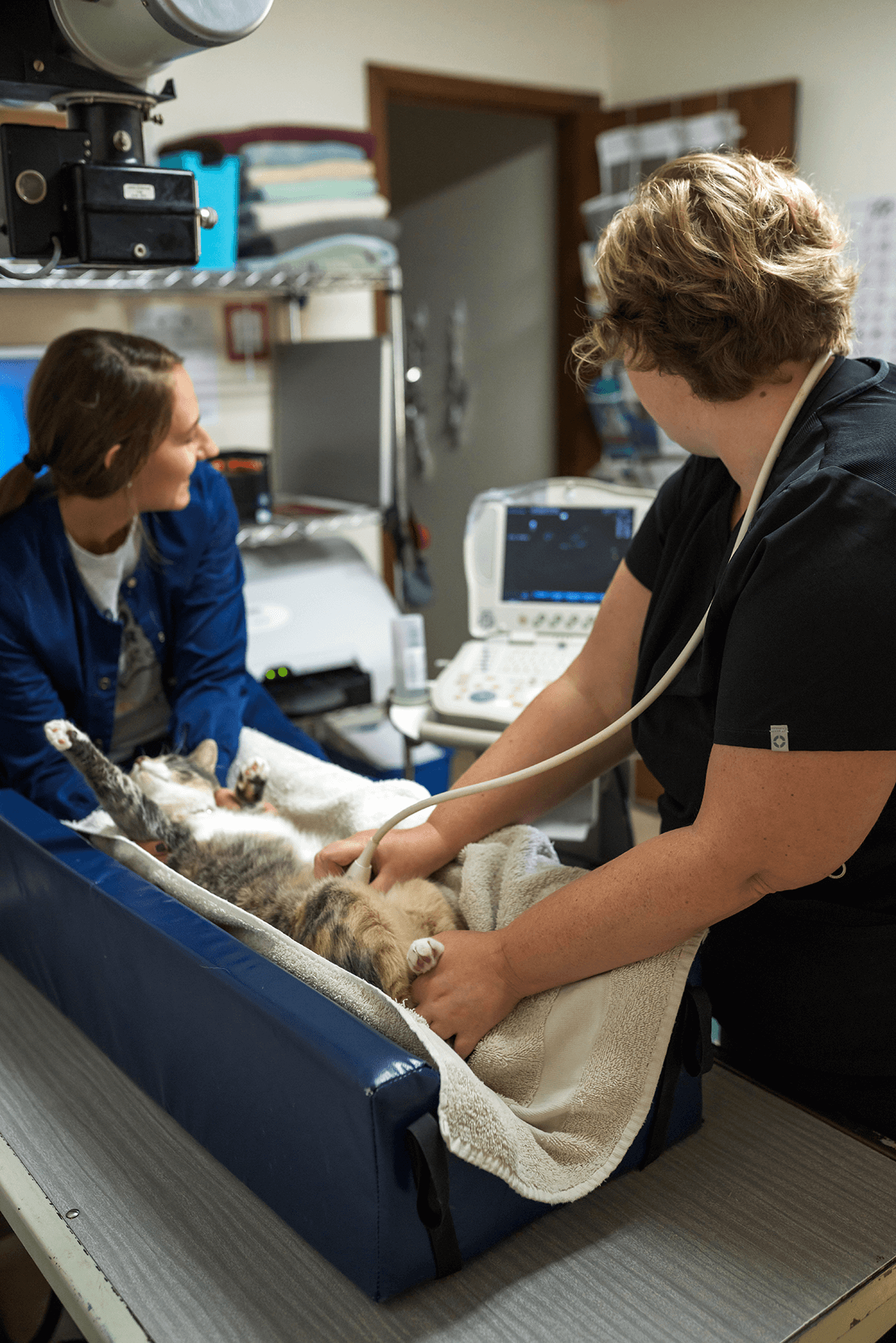 pet-getting-ultrasound